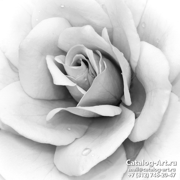 White roses 10
